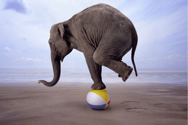 Career365.com.au_outplacement_elephant balancing on a ball at the beach