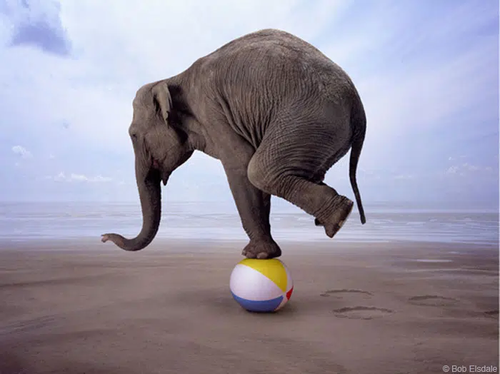 Career365.com.au_outplacement_elephant balancing on a ball at the beach